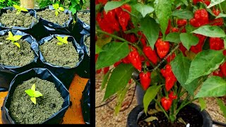 Easy way to grow King chilli: भूत जोलोकिया: Raja Mircha : bih zôlôkia; Nagaland King Chilli