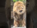 オリトパパのイケメンへの道！！ 旭山動物園 shorts ライオン 動物