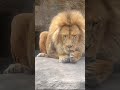 オリトパパのイケメンへの道！！ 旭山動物園 shorts ライオン 動物