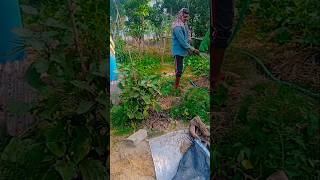 ମୋ ମାମୁ ଆଜି ପାଣି ଦଉଚନ୍ତି ।#odisa #tranding #viralvideo #nature