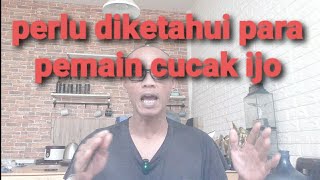 CARA BERMAIN CUCAK IJO YG BENAR DLM VERSI SET BP HRS TAU PANTANGANNYA DAN HRS TAU KPN BURUNG KONDISI