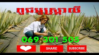 បច្ចេកទេសដាំកូនប្រទាលកន្ទុយក្រពើ ពូជអូស្រ្តាលី/ Aloe Vera Health / សារ៉េត កសិកម្ម