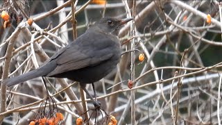 Kos černý, Common blackbird, Amsel, Merel, Kos, Merle noir, Mirlo común #birds #birdwatching