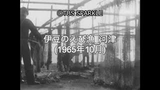 【TBSスパークル】1965年10月 伊豆のえび漁 河津