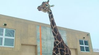 【アミメキリン】冬でもゲンキ（旭山動物園） - Reticulated Giraffe