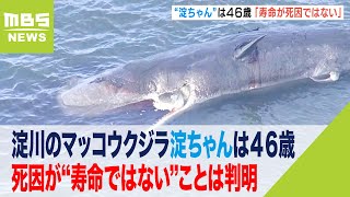 淀川で死んだマッコウクジラ淀ちゃんは「４６歳」死因が“寿命ではない”ことは判明（2023年2月23日）