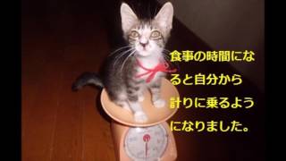 生後3か月で体重540gの子猫の保護時から現在の様子