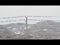 甘肃天水，秦安莲花，郭河村 雪后 腊月二十四