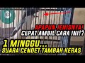 CARA CEPAT BIKIN SUARA CENDET MAKIN KERAS‼️UNTUK (PILIS, SEMBUR, GONDRONG)