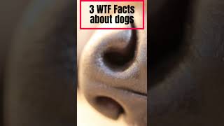 Amazing Dog Facts That Will Blow Your Mind | Fun and Interesting Dog Trivia #shorts #dogfacts