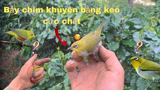 Đi Bẫy Chim Khuyên Bằng Keo Dính Hàng  Cực  Chất  . Bẫy Khuyên Bằng  Keo |Duy Tôm Tv