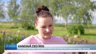 ReTV: Kandavnieks laukā audzē vairākus simtus īrisu