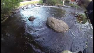 Brown Trout takes a streamer by jump.