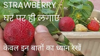 Strawberry 🍓🍓🍓 अब आप भी घर में लगा सकते हैं |Strawberry Full information | soil |fertilizer| Rooftop