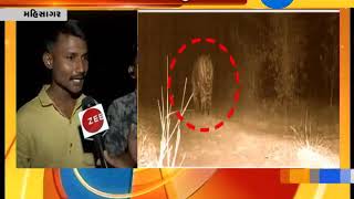 Mahisagar  : What is the view of local people on tiger attacked on cows group?