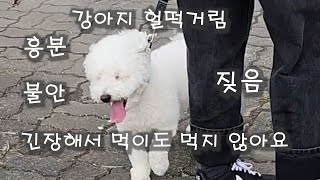 4년째 밖에만 나가면 흥분하고 짖고 헐떡거리고 통제불능에 먹이도 먹지 않아요..어떻게 해야 할까요? 이 사기꾼의 말을 딱 한 번만 들어 보세요~~~