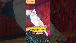 ঘুঘু পাখি | অস্ট্রেলিয়ান পাইড ঘুঘু  Australian Dove | ঘুঘুর ডাক | Ghughu pakhi #ঘুঘু #shorts #birds