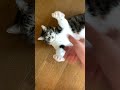 床でだらけてる猫にちょっかいかけてみた【 shorts 】