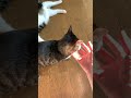 床でだらけてる猫にちょっかいかけてみた【 shorts 】