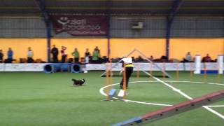 VISSZHANG AGILITY - EO VÁLOGATÓ - URBÁN JUDIT - CINKE