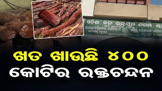 ଖତ ଖାଉଛି ୪୦୦ କୋଟିର ରକ୍ତଚନ୍ଦନ   | Odisha Reporter