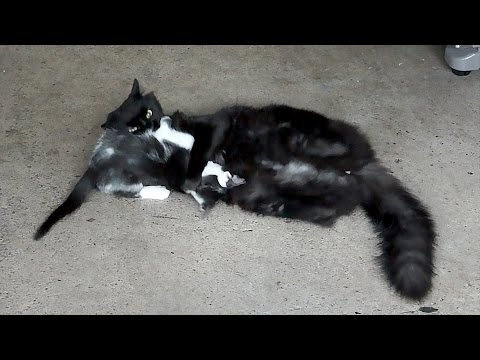 6 Steps to Help Your Cats Get Along 6 Steps to Help Your Cats Get Along