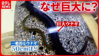 【“巨大ウナギ”を捕獲】体長1メートル10センチ・重さ2.9キロ  島根・飯南町