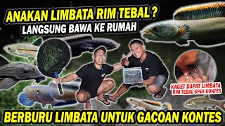 AUTO PANEN!! SEROK LIMBATA RIM TEBAL DIMALAM HARI