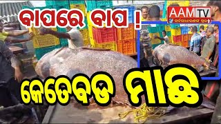 ବାପରେ ବାପ! କେତେ ବଡ଼ ମାଛ