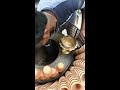 chai lover। ਦੇਖੋ ਜਰੂਰੁ ਇਕ ਵਾਰ। ਚਾਹ ਦੇ ਸ਼ੌਕੀਨ