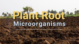 The Hidden Connection: Plants and Soil Microorganisms