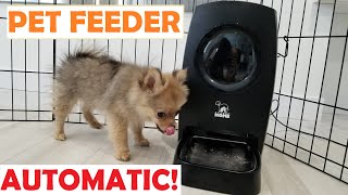 HOW TO FEED YOUR PET AUTOMATICALLY - Automatic Pet Feeder