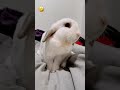 chubby bunny falls over and scares himself