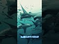 サメ gopro fish diving shark sharks フィジー fiji scubadiving ダイビング pacificharbour 人喰いザメ