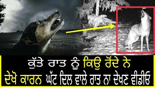 Dog||ਕੁੱਤੇ ਰਾਤ ਨੂੰ ਕਿਉ ਰੋਂਦੇ ਹਨ||ਕੀ ਹੈ ਕਾਰਨ ਦੇਖੋ ਪਰ 👉 ਰਾਤ ਨੂੰ ਬੱਚੇ ਨਾ ਦੇਖਣ ਵੀਡੀਓ