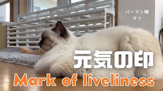 バーマン猫ラフ【元気の印】Mark of liveliness（バーマン猫）Birman/Cat