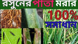 রসুনের আগা মরা বা পাতা ঝলসানো রোগের সঠিক সমাধান || কি কি কারনে রসুনের পাতা মারা যায়/রসুন চাষ -২০২৫