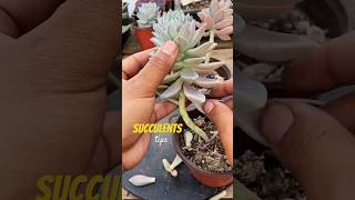 The FAST TRACK to Growing Succulents Like a Pro in No Time