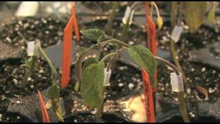 Greenhouse Protected Agriculture