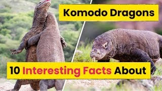 Top 10 Interesting Facts About Komodo Dragons