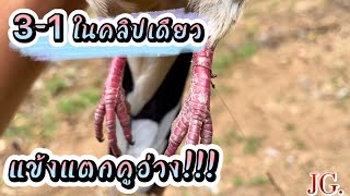 นกเขาใหญ่ต่อดิน [เจ้าJG.] EP7. เชลยแข้งแตกคูอ่าง