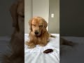 My Dog Reacts to Giant Cockroach