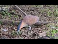 黑冠麻鷺～獵食蚯蚓珍貴過程～【地點 台北振興醫院公園】