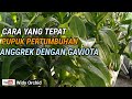 Pupuk Anggrek untuk Pertumbuhan Yang Tepat, Kita Dengan Gaviota