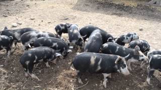 Ossabaw Island piglets