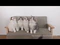 おもちゃで遊ぶ子猫たち fluffy kittens playing with toy