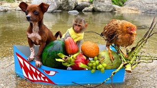 Nanny BoBo takes puppy to pick fruit so funny