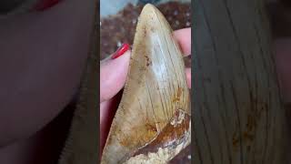 5.35 inch Megalodon tooth