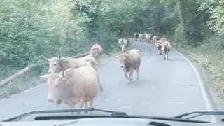 60-SECOND EXCURSION: Excursion to the Lagos de Covadonga in Asturias, Spain.