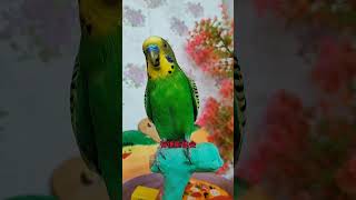 #夏日萌友季 #快分享计划  #cuteparrot #birds #parrot